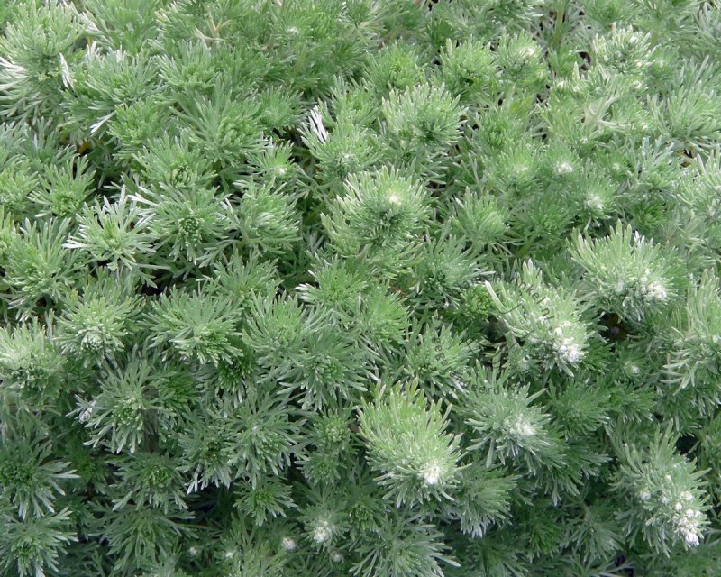 Artemisia schmidtiana Nana