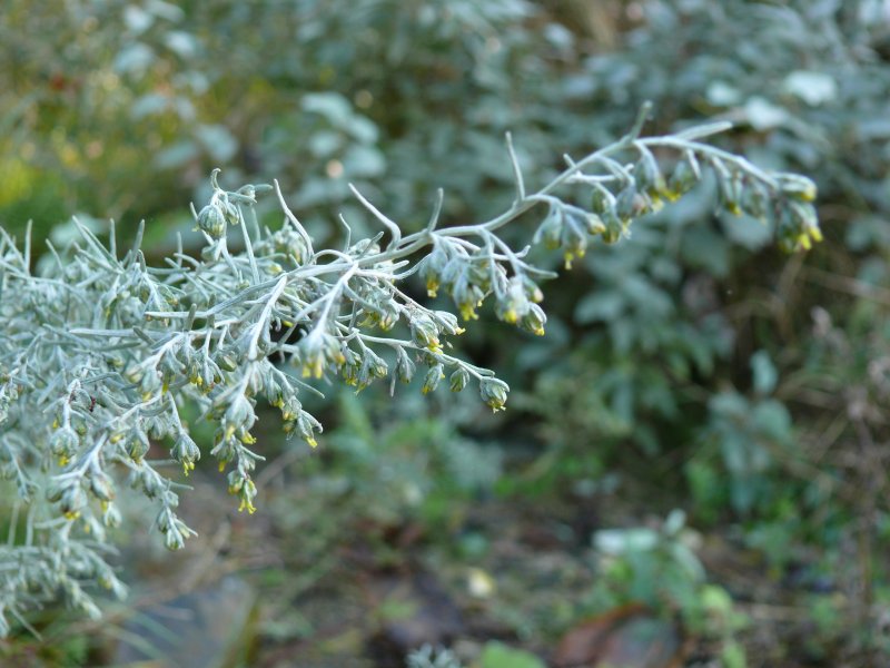 Полынь Приморская - Artemisia maritima l.
