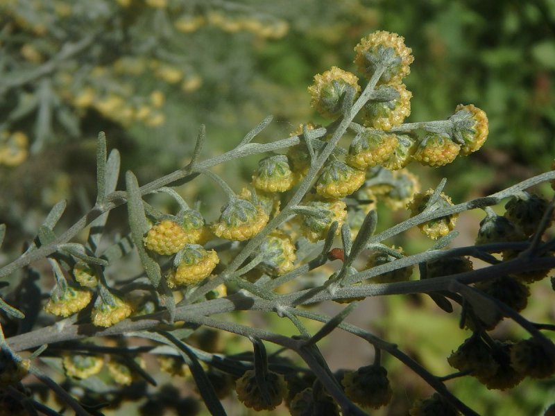 Полынь сантонская (Artemisia santonica)