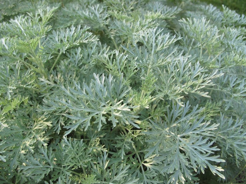 Полынь "Powis Castle" (Artemisia)