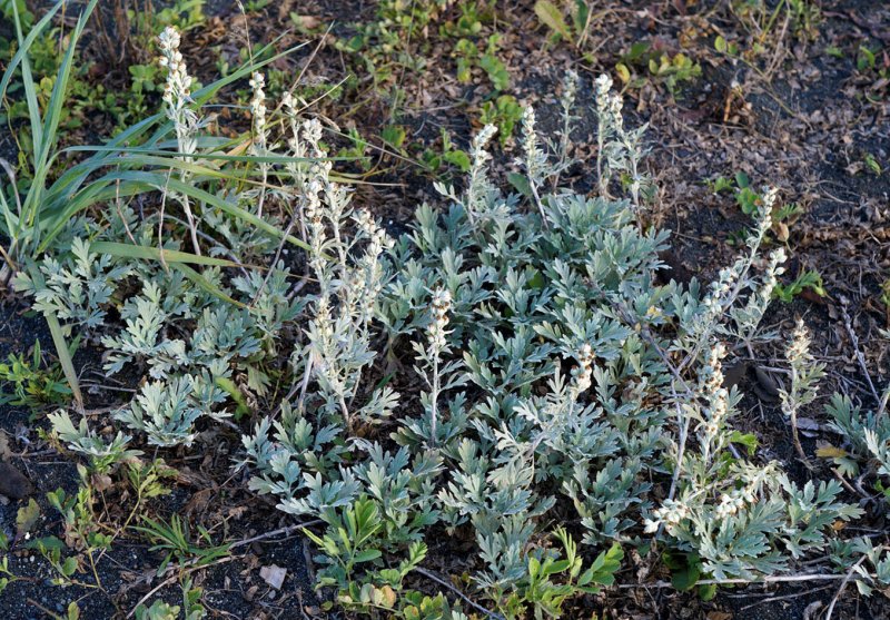 Artemisia caespitosa LDB.