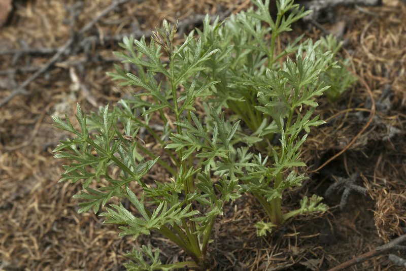 Artemisia Borealis