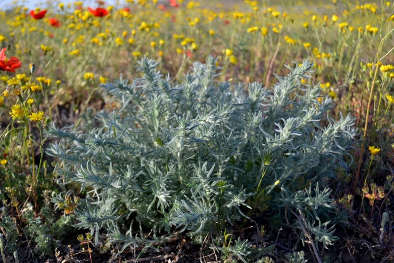 Прутняком Kochia prostrata
