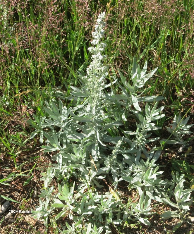 Полынь Каспийская Artemisia caspica