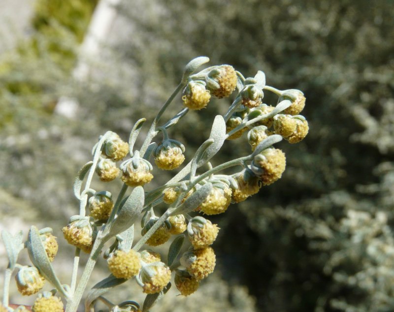 Полынь горькая (Artemísia absínthium).