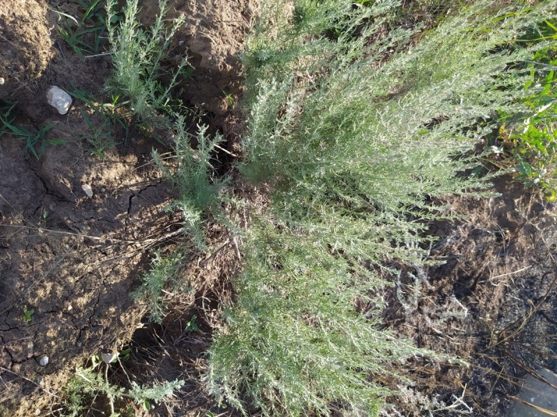 Полынь Полевая Artemisia Campestris