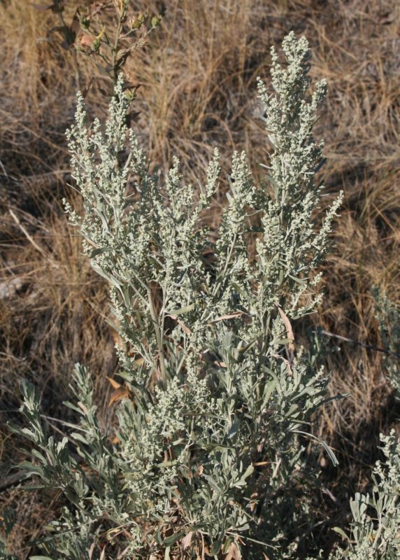 Полынь Лерха (Artemisia lercheana)