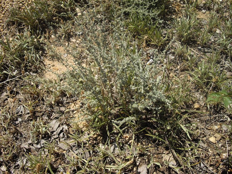 Artemisia herba-Alba