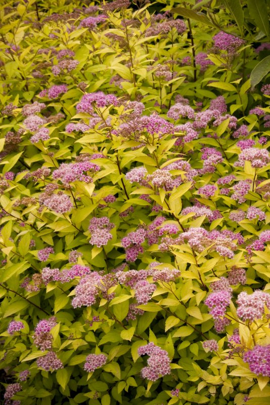 Спирея японская Голдмаунд (Spiraea japonica Goldmound)