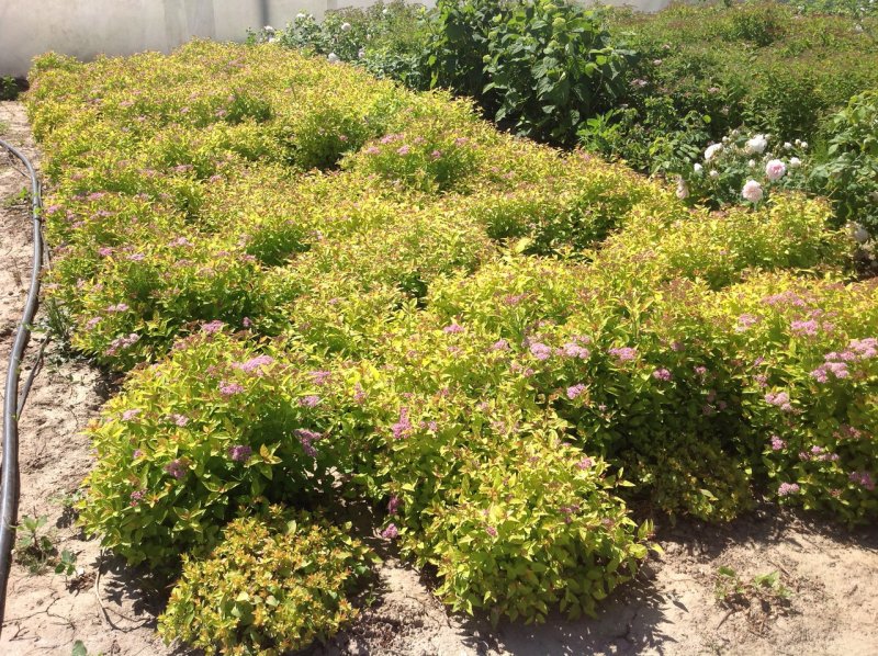 Spiraea japonica Goldmound
