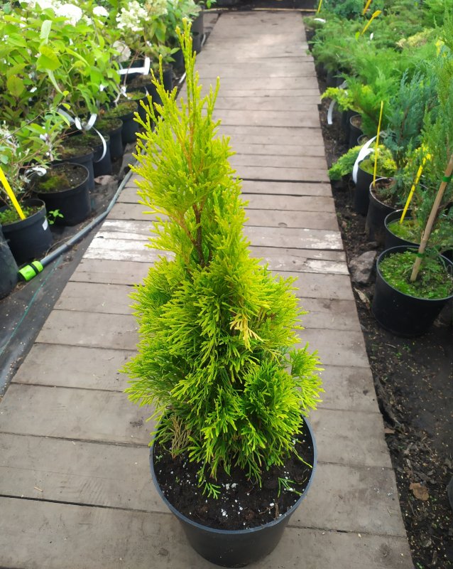 Туя Западная Thuja occidentalis Jantar