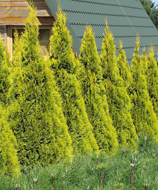 Туя Западная Smaragd Yellow
