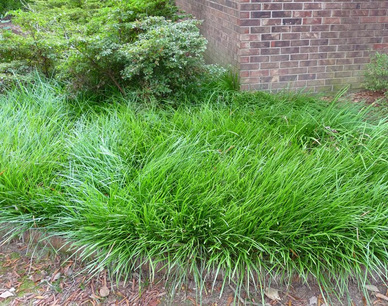 Лириопе Liriope spicata