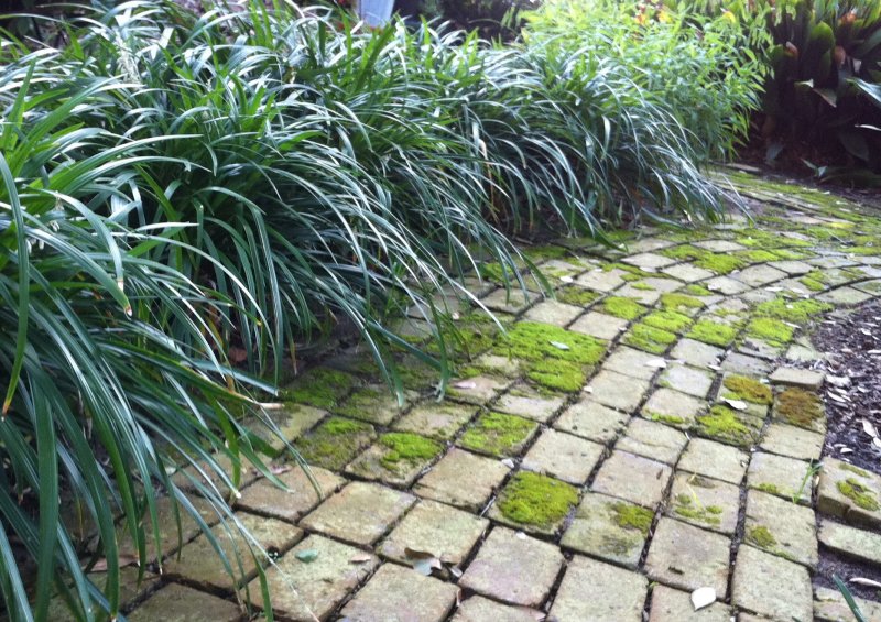 Ophiopogon jaburan variegatus