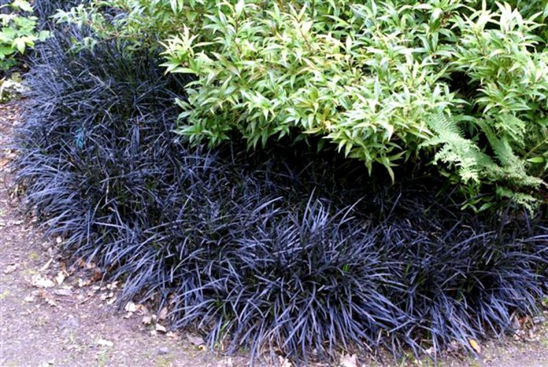 Офиопогон Ophiopogon planiscapus nigrescens