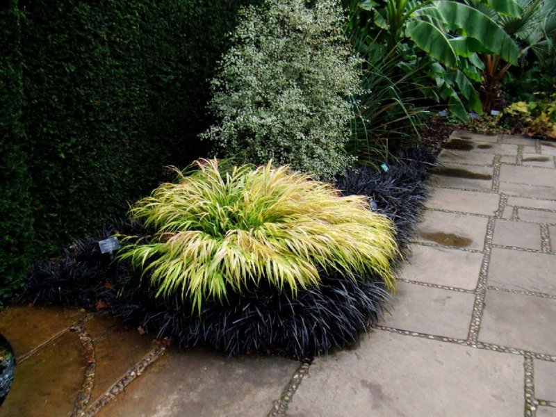 Офиопогон "Niger" (Ophiopogon planiscapus)