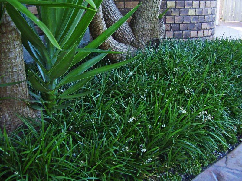 Ophiopogon planiscapus
