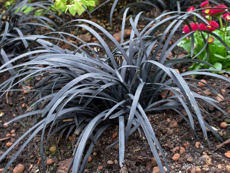 Офиопогон Ophiopogon planiscapus nigrescens