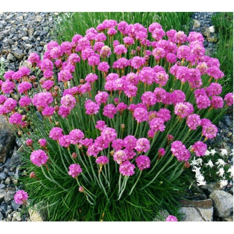 Армерия Приморская rosea