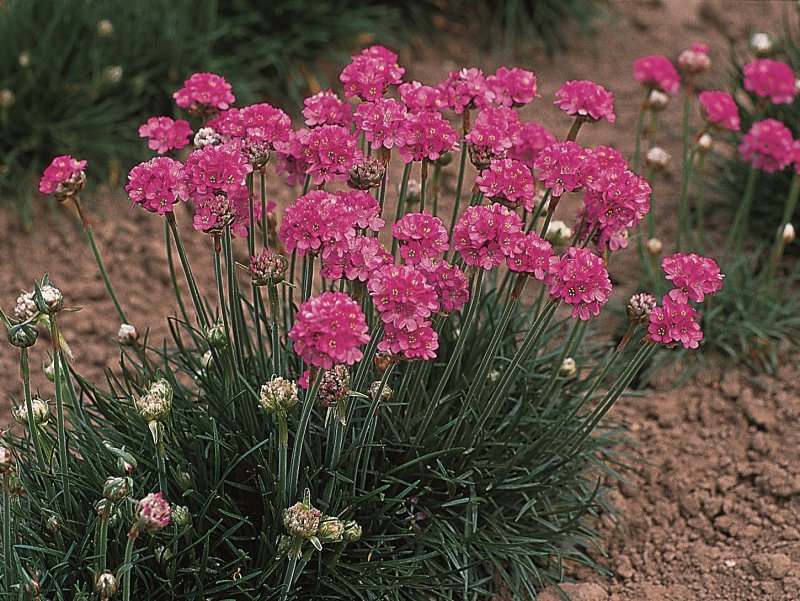 Армерия Приморская "rosea compacta"