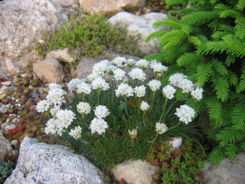 Армерия maritima