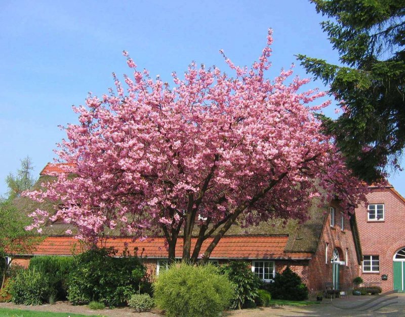 Prunus serrulata (вишня мелкопильчатая)