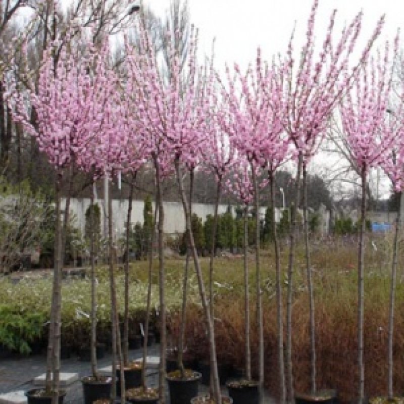 Миндаль Prunus triloba на штамбе