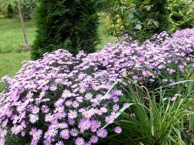 Астра Aster dumosus Rosenwichtel
