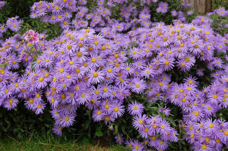Астра Альпийская (Aster Alpinus Wargrave Pink) Окс l