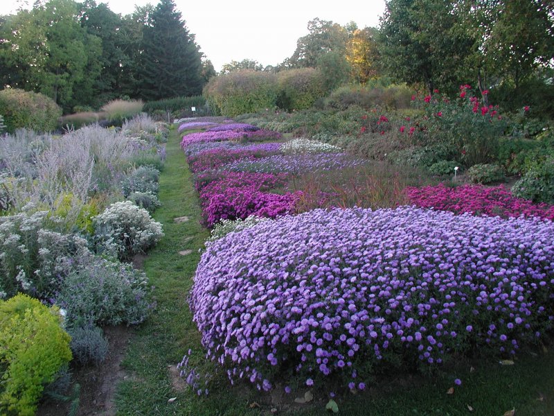 Астра Альпийская (Aster Alpinus) ‘Glory’