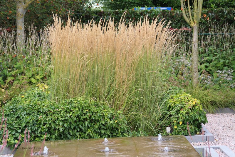 Вейник остроцветковый (Calamagrostis acutiflora ‘Overdam’)
