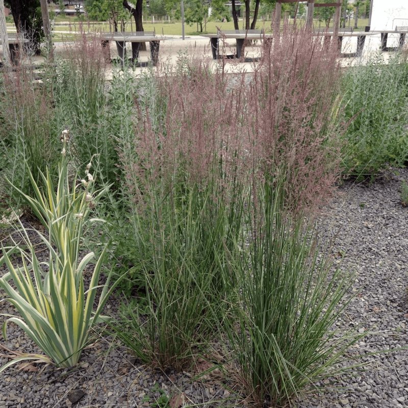 Calamagrostis acutiflora Overdam