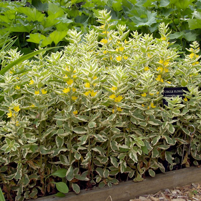Вербейник (Lysimachia) Александер