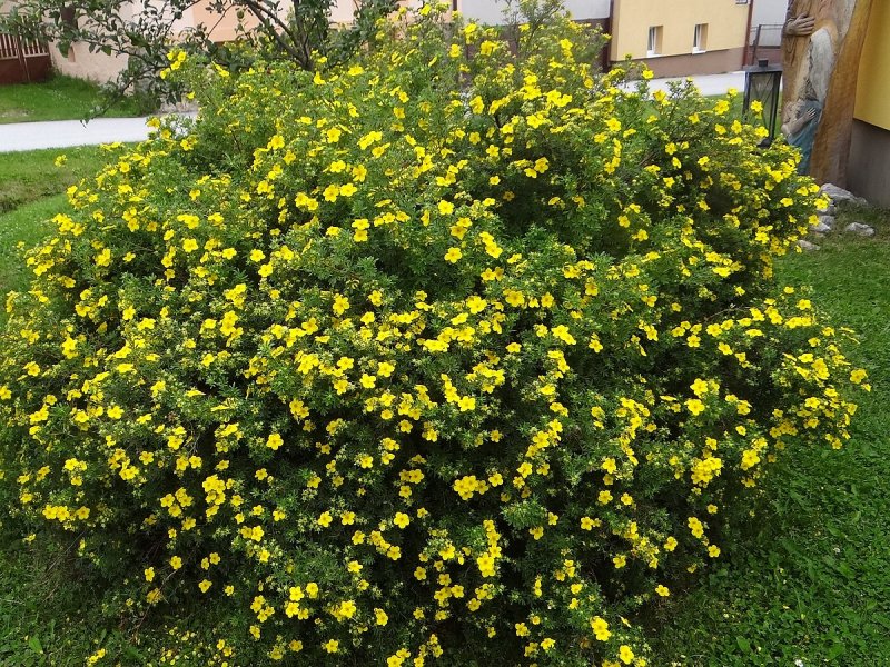 Многолетние кустарники лапчатка