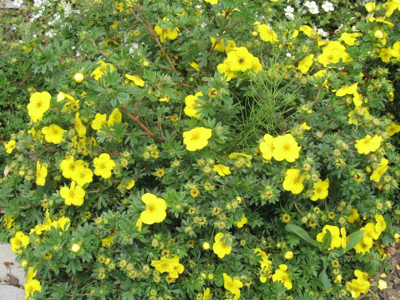 Лапчатка кустарниковая `Голдфингер`, Potentilla fruticosa `Goldfinger`