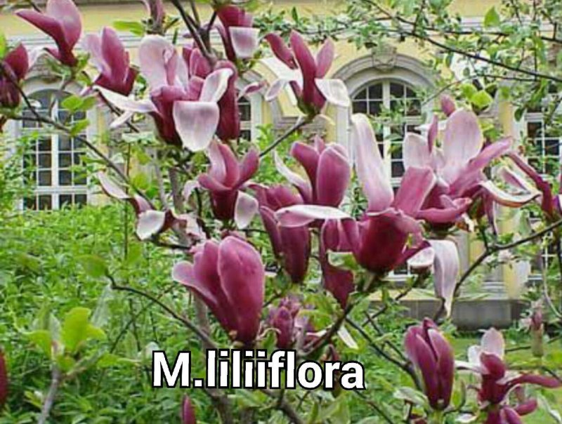 Магнолия Суланжа кустарник