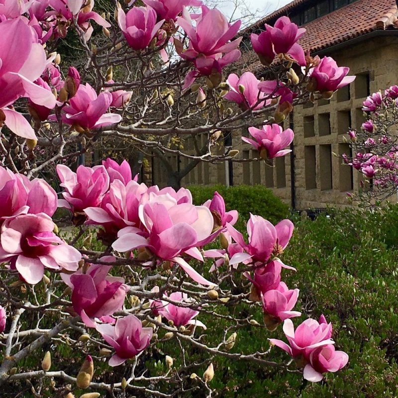 Магнолия Magnolia hibrida "Susan"