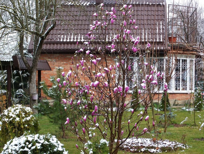 Magnolia 'Susan' в Подмосковье
