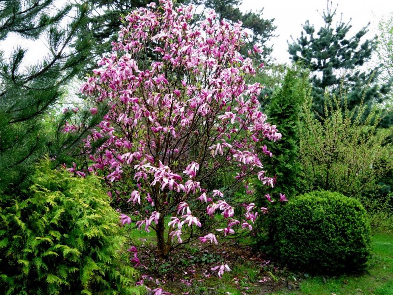 Магнолия Сьюзан (Magnolia Susan)