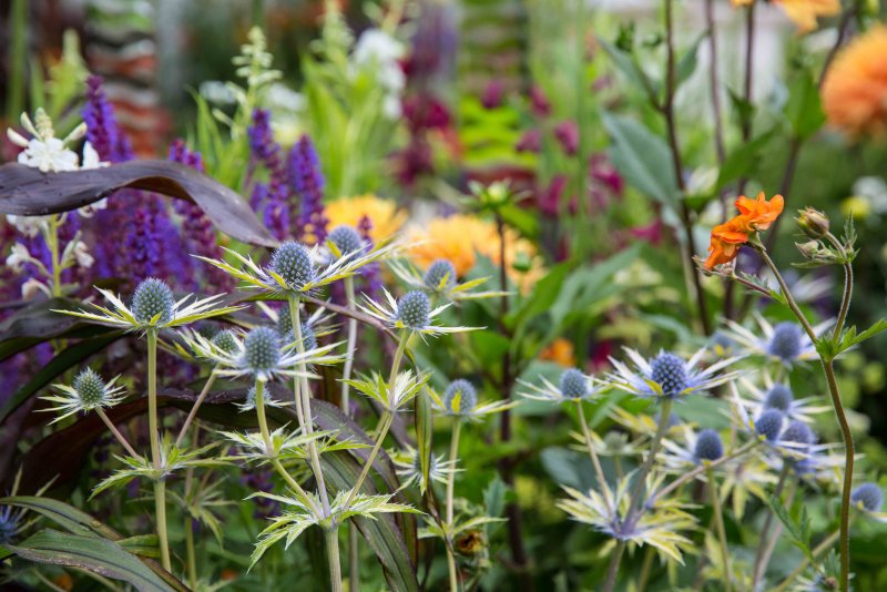 Eryngium Neptune’s Gold