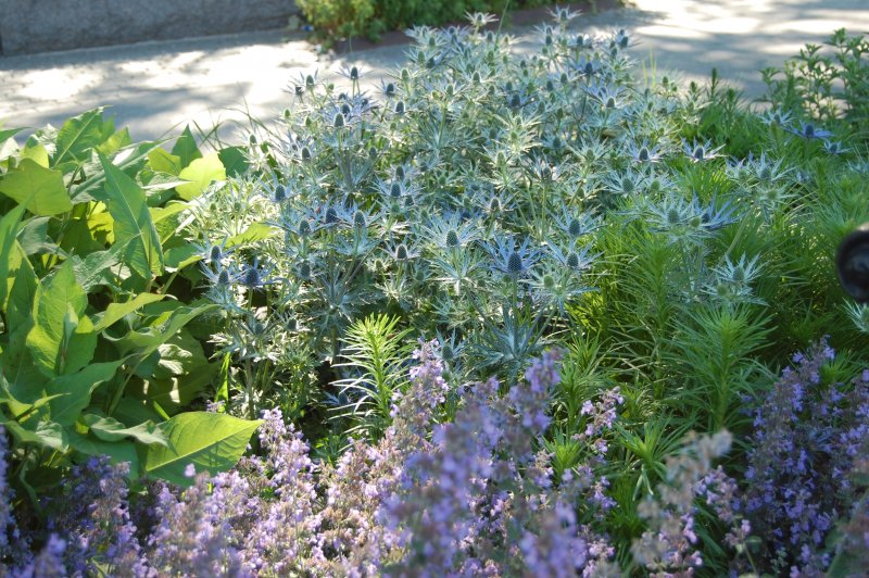 Eryngium Planum glitter Blue