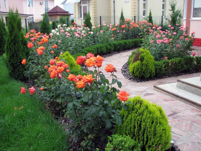 Клумба с плетистой розой и хвойниками