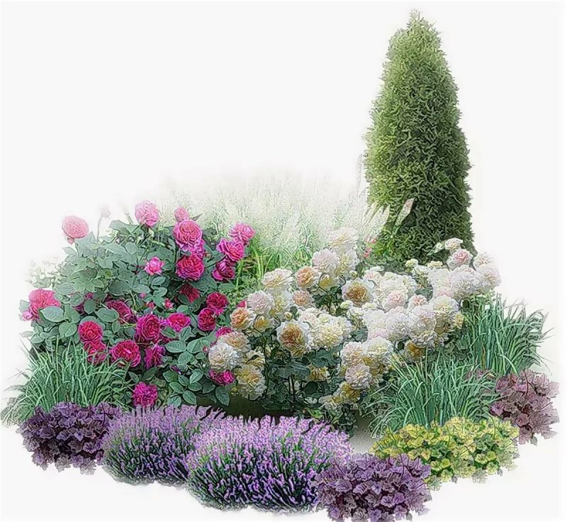 Клумба с хвойниками и многолетниками