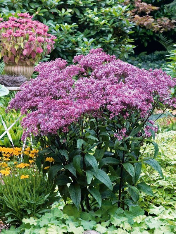 Посконник пурпурный Eupatorium purpureum