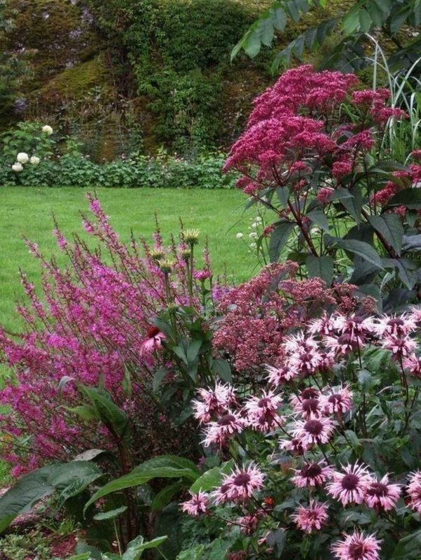 Посконник Atropurpureum