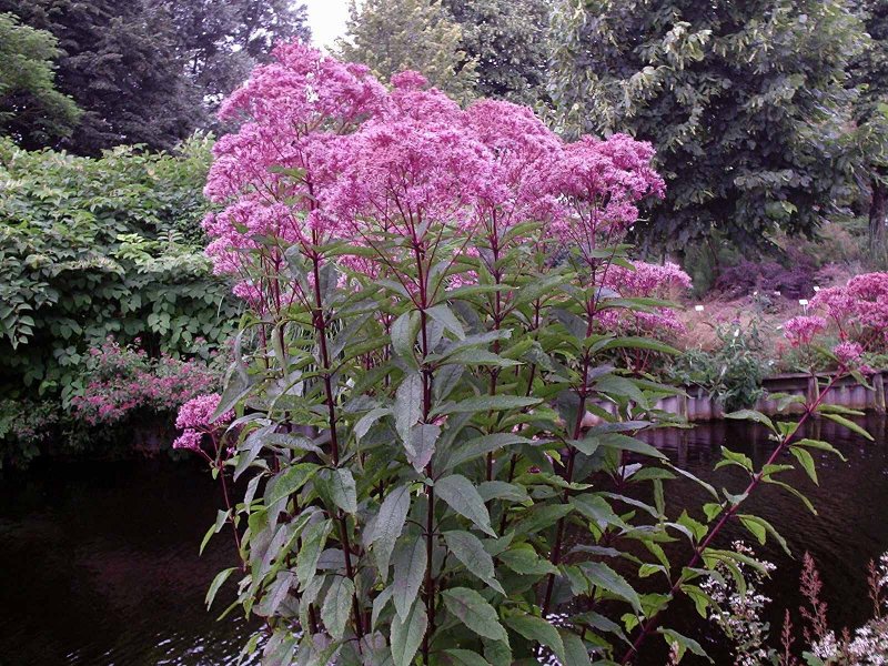 Посконник пятнистый Atropurpureum