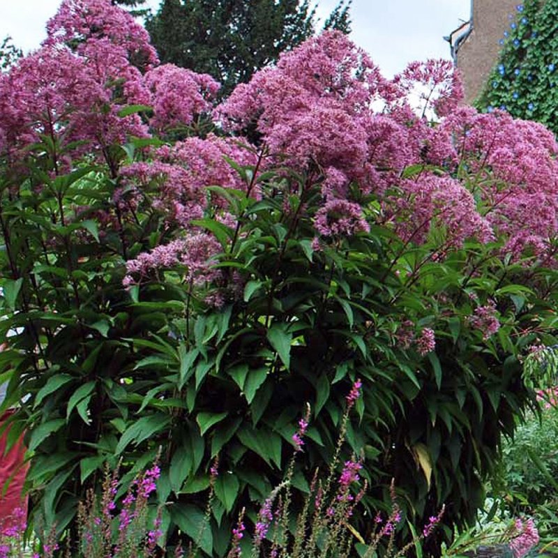 Посконник пятнистый (Eupatorium maculatum `Atropurpureum`)