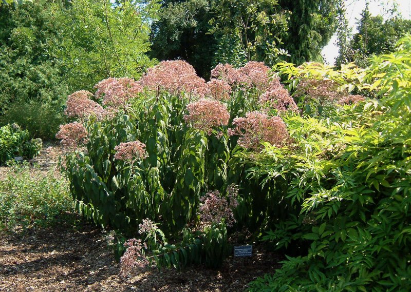 Посконник пятнистый (Eupatorium maculatum `Atropurpureum`)