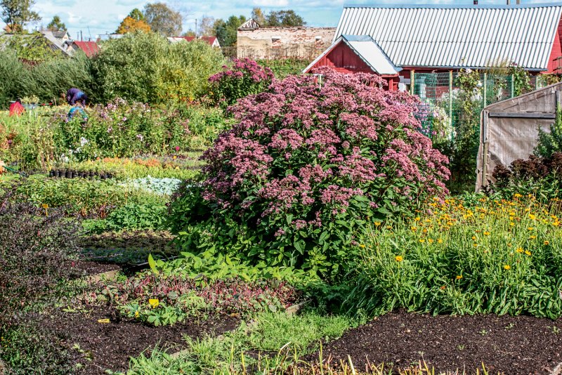 Посконник пятнистый (Eupatorium maculatum `Phantom`)