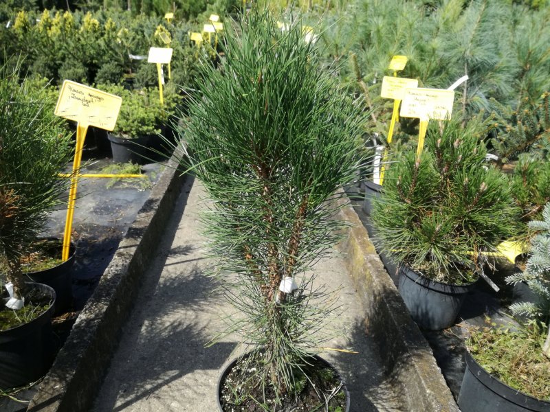 Pinus nigra (сосна чёрная) 'Oregon Green'